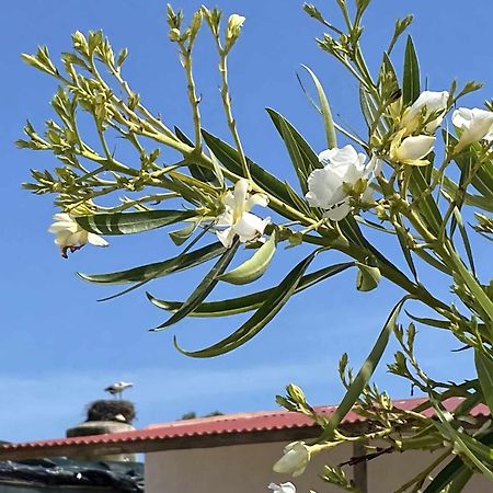 Herdade Dos Salgados Do Fialho Faro Bagian luar foto