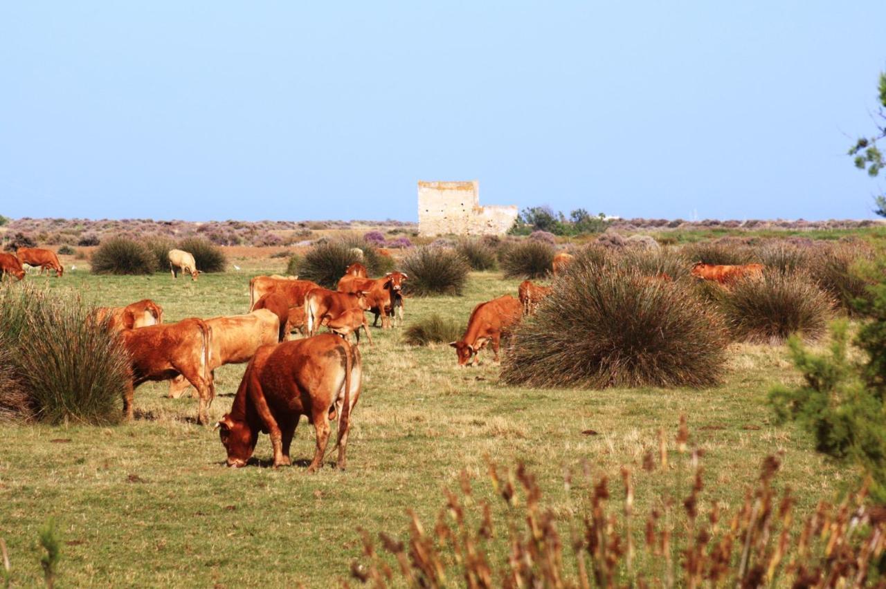 Herdade Dos Salgados Do Fialho Faro Bagian luar foto