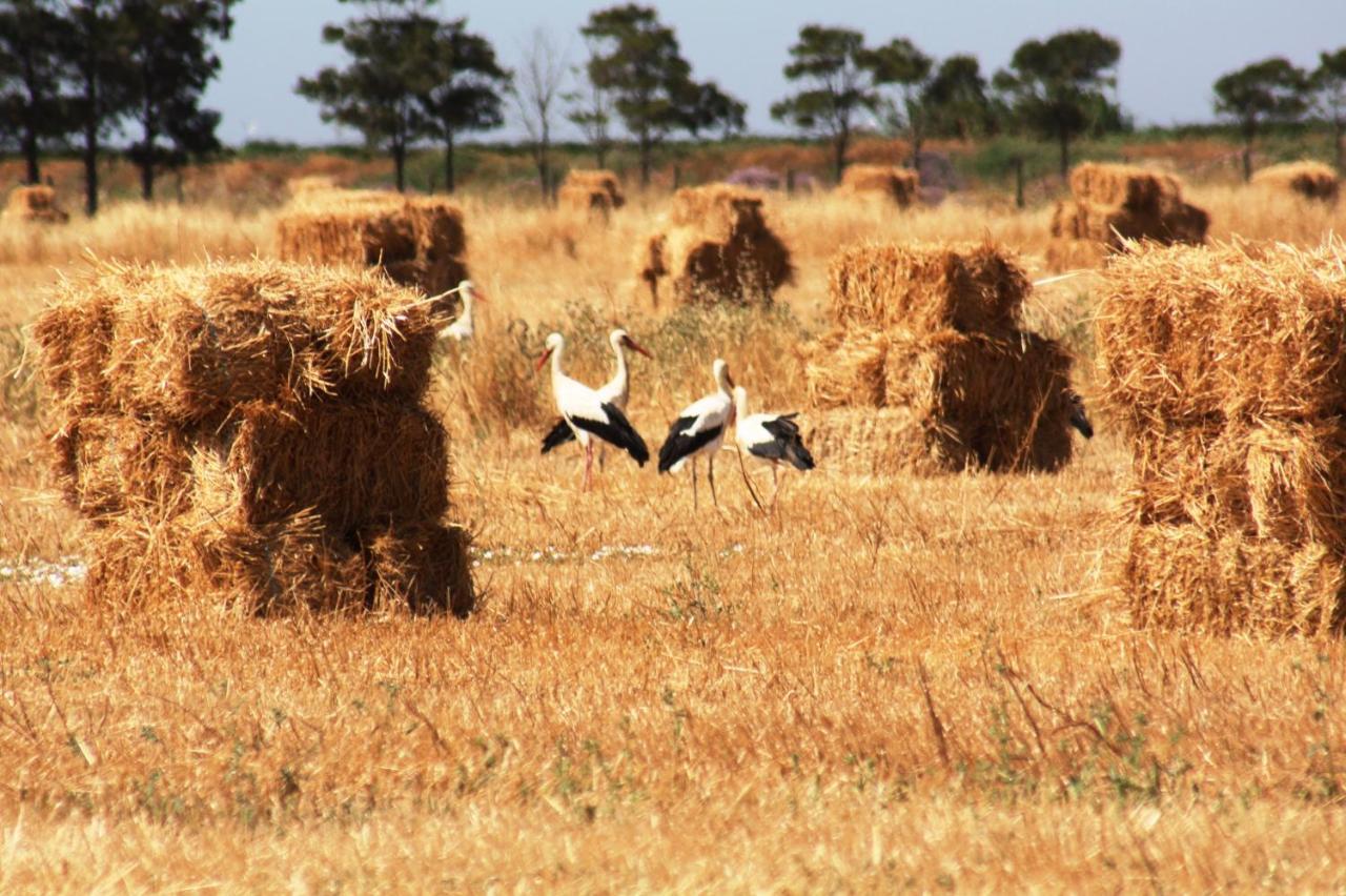 Herdade Dos Salgados Do Fialho Faro Bagian luar foto