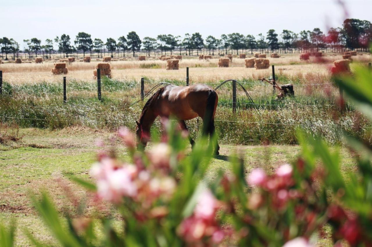 Herdade Dos Salgados Do Fialho Faro Bagian luar foto