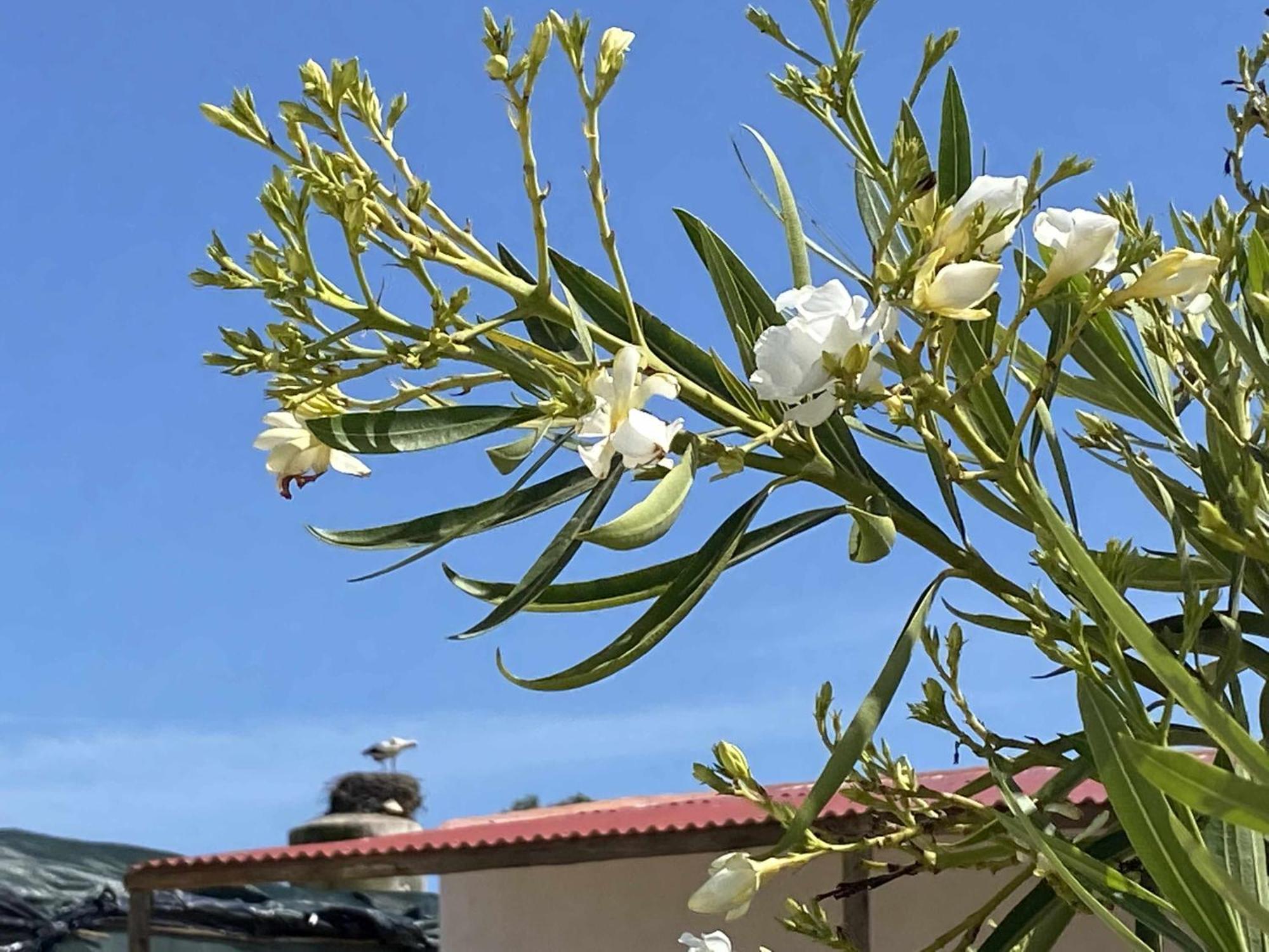 Herdade Dos Salgados Do Fialho Faro Bagian luar foto